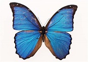 Kostenlose foto : Flügel, Blütenblatt, Liebe, Frühling, Insekt, blau ...