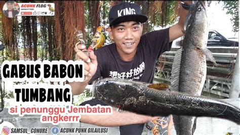 Gabus MONSTER Penunggu Jembatan Ini Tumbang YouTube