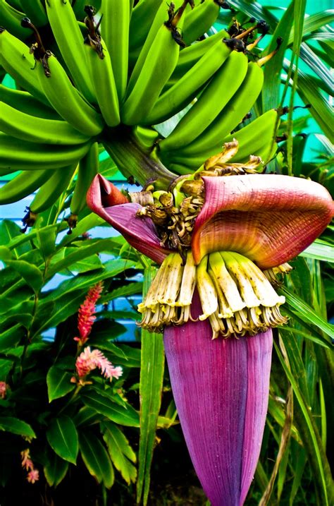 Pin By Jennifer Sengupta On My Photos Banana Plants Banana Flower