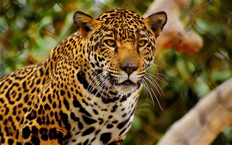 Jaguar Cat Wallpaper