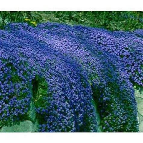 Pcs Blue Rockcress Cascading Seeds Aubrita Blue Mat Etsy