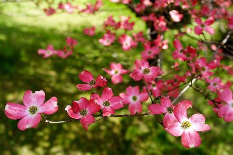 Photo Gallery Flowering Dogwood Blooms