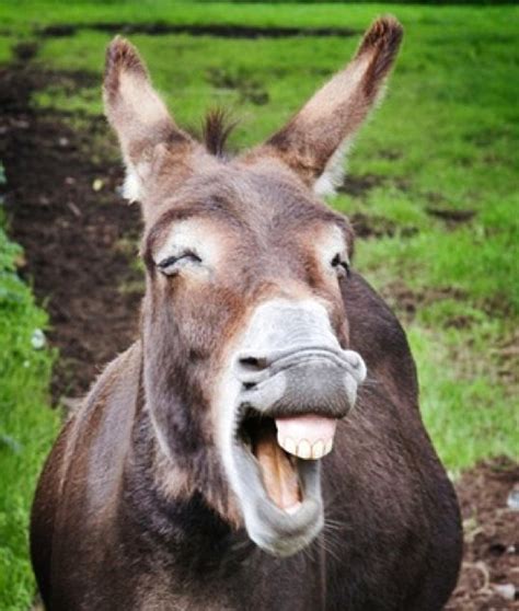 Donkey Teeth Funny Animals Silly Animals Animals