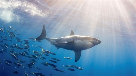 10 Top Great White Shark Wallpaper Full Hd 1080p For Pc Desktop 2023