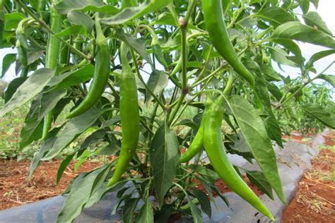 green finger pepper 5 lb molokai seed company