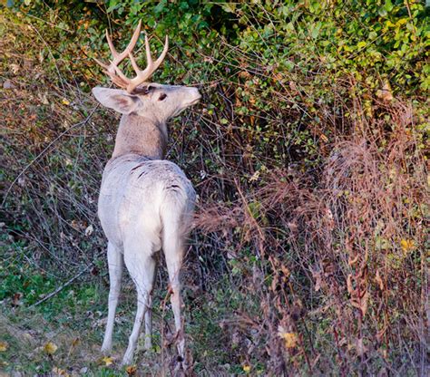 How Rare Are Piebald Deer Should I Hunt One