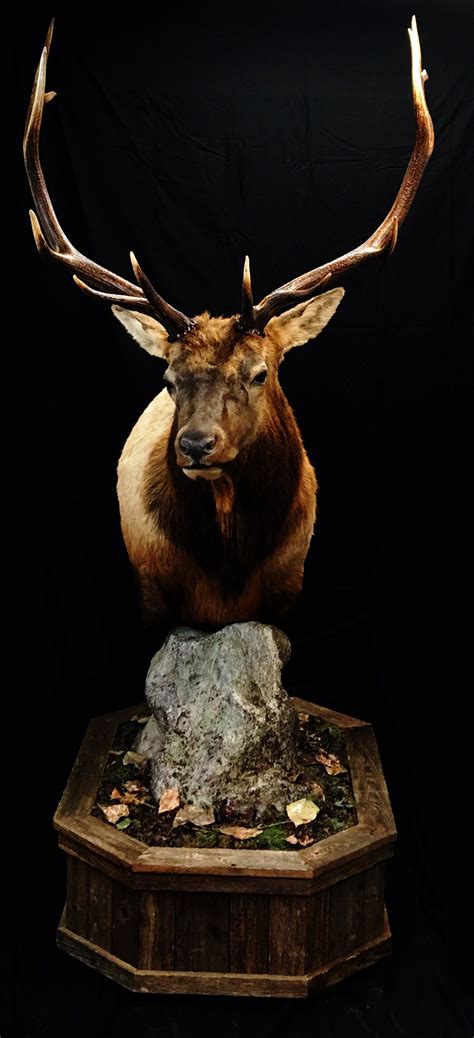 Roosevelt Elk Shoulder Mount Options