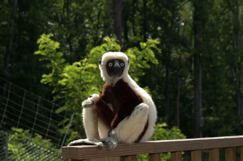 Getting To Know Zoboomafoo Lemur Conservation Network