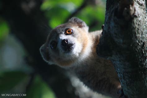 Female Crowned Lemur Eulemur Coronatus Madagascar3410