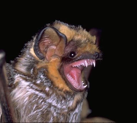 Hoary Bat Platinum Wildlife Removal 248 667 7796