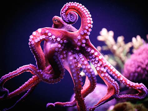 Octopus Inspired Smart Adhesive Boosts Flexible Electronics Ieee Spectrum