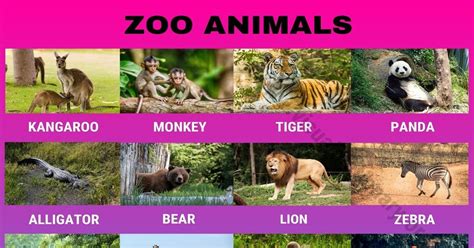 Zoo Animals Wonderful List Of 24 Animals That Live In The Zoo Visual