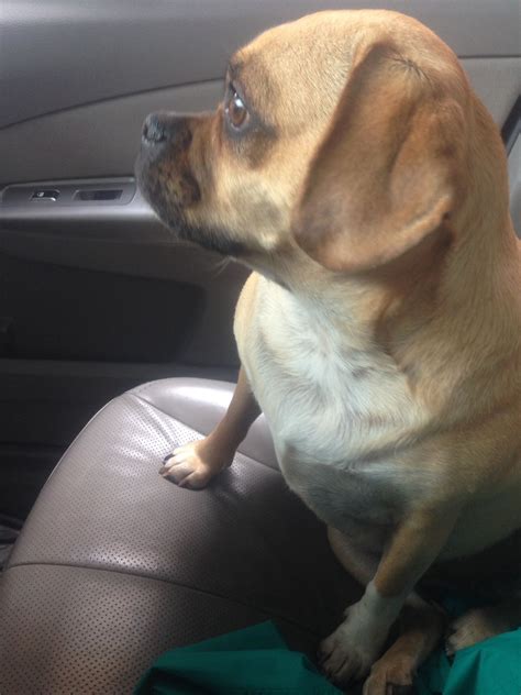 A Small Brown Dog Sitting In The Back Seat Of A Car Looking Up At Something