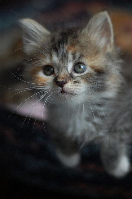 143 Best Kittens Images On Pinterest Adorable Animals Adorable