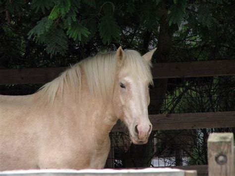 american cream draft horse paarden encyclopedie