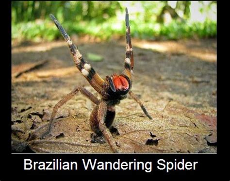 Did You Know That One Of The Most Venomous Brazilian Spiders Made It To