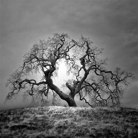 The Solitary Trees Of Northern California In Infrared