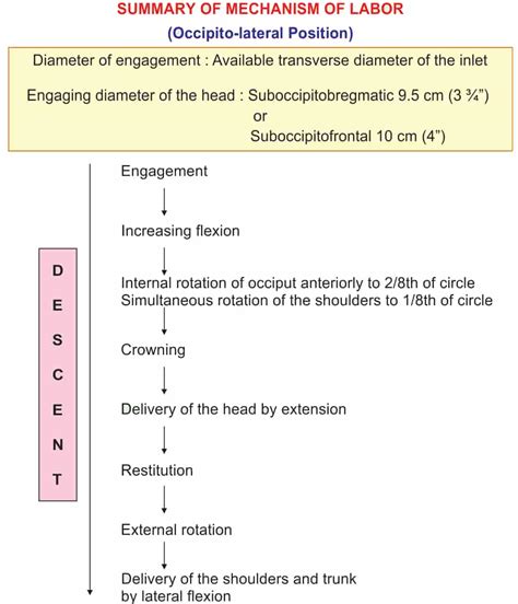 Mechanism Of Normal Labour