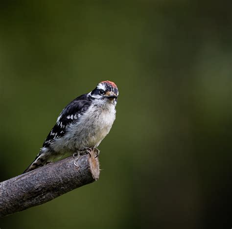 Juvenile Downy Woodpecker Doug Lawley Flickr