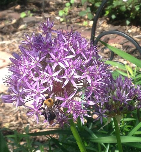 Phacelia (phacelia tanacetifolia) predatory insects just love this plant. The bees love the giant Allium when it's blooming | Bloom ...