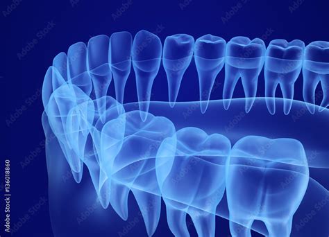Mouth Gum And Teeth Xray View Medically Accurate Tooth 3d Illustration Stock Illustration