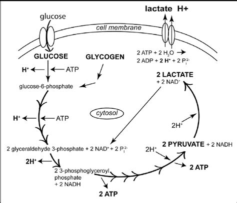Schematic Figure Of The Reactions Of Anaerobic Glycolysis For