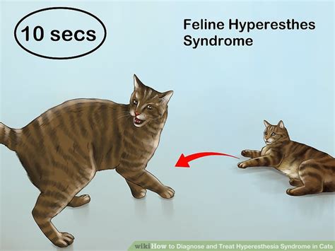 Treatment for hyperkinesis in cats depends on the primary cause and symptoms. How to Diagnose and Treat Hyperesthesia Syndrome in Cats ...