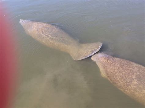 Manatees - Picture of Round Island Beach Park, Vero Beach ...