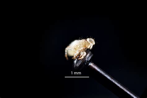 Periodical Cicada First Instar Macroscopic Solutions Inspiring