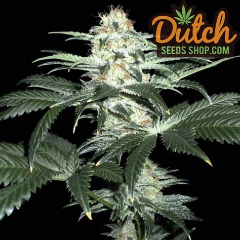 Buy Ak 47 X Sensi Star Feminized Seeds Compare Cannabis Prices And Strains