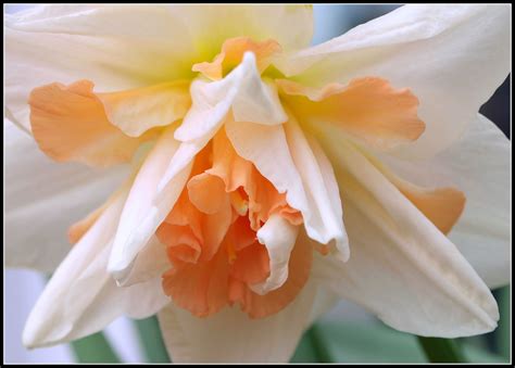Check spelling or type a new query. Daffodil "Delnashaugh" | Dream garden, Daffodils, Horticulture