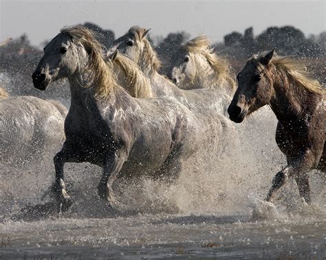 Norfolk Images Gallery: CAMARGUE HORSES