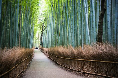 Details More Than Bamboo Forest Wallpaper Latest In Cdgdbentre