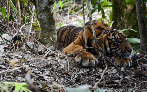 Foto Anak Harimau Terkena Jerat Nasional