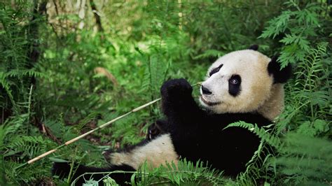 Giant Panda At Wolong National Nature Reserve Sichuan China Peapix