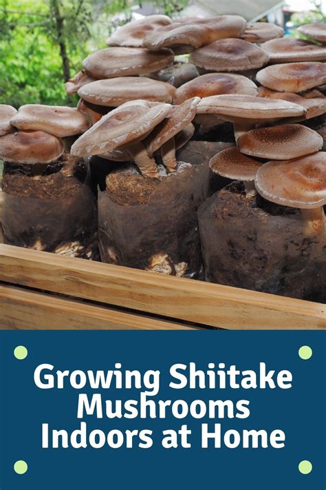 Growing Shiitake Mushrooms Indoors At Home Eco Peanut