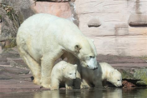 arctic polar bears to give birth to 5 000 cubs around new year s day