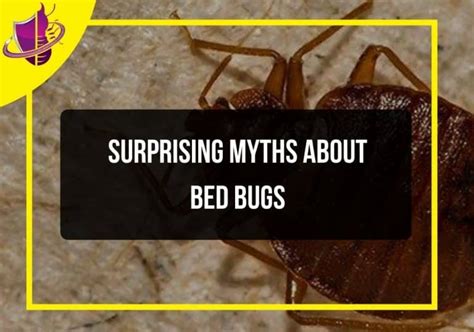 Surprising Myths About Bed Bugs Zip Pest Solutions