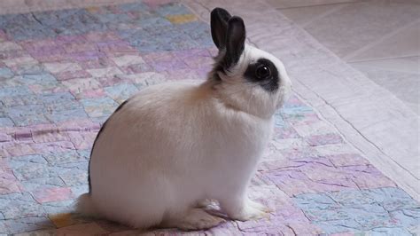 Mini Rex Rabbit Complete Breed Guide And Facts