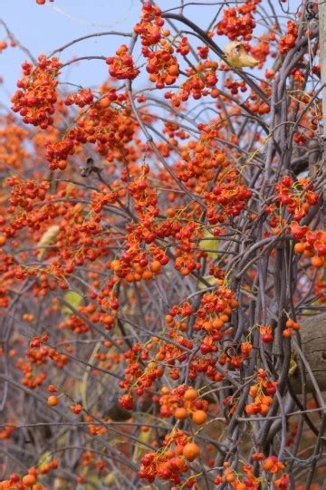 Celastrus orbiculatus × celastrus scandens → this rare bittersweet hybrid is known from ma. Celastrus orbiculatus 'Hercules' Dławisz okrągłolistny