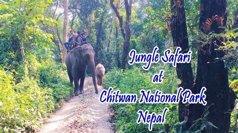 Jungle Safari At Chitwan National Park Nepal Ll Elephant Ride Ll Youtube