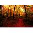 Seasons Autumn Forests Trail Nature Wallpapers HD / Desktop And 