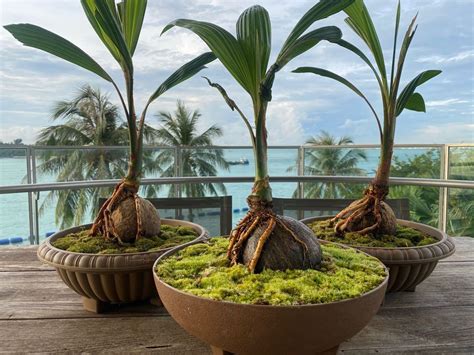 Coconut Bonsai Gardening Plants On Carousell