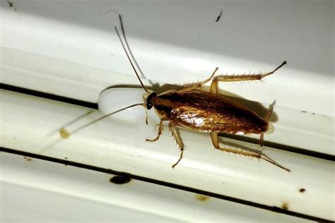 What Attracts Cockroaches In The House Toxic Respond Pest Control