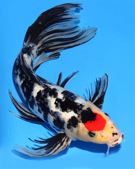 Live Koi Fish 15 16 Tancho Sanke Butterfly Red White Black Long Fin