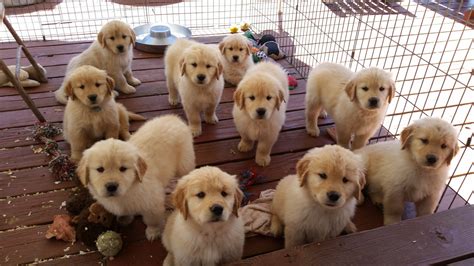 I have been a professional dog trainer for over 20 years and have been involved in the golden retriever breed since 1999. Golden Retriever Puppies For Sale | Los Angeles, CA #291531