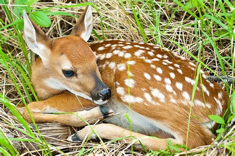 Mg6177 White Tailed Deer Fawn ©jerry Mercier Animals Wild Cute