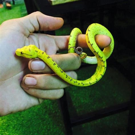 15 Cool Green Tree Python Morphs With Pictures - Family Life Share