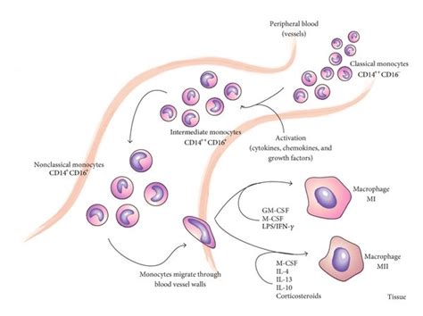 Differentiation Of Monocytes Towards Macrophages Download Scientific