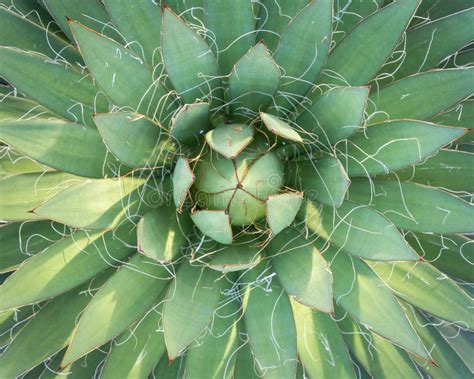 Top View Of Green Agave Plant In The Gardens Stock Image Image Of